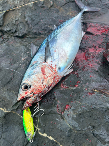 スマガツオの釣果