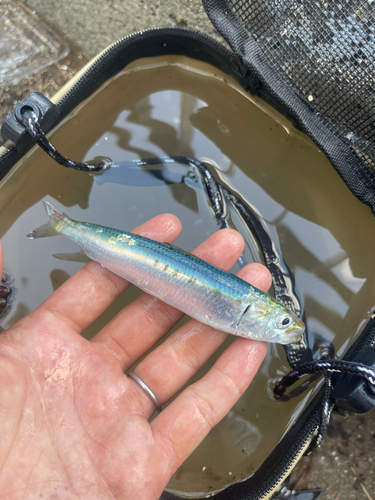 マイワシの釣果