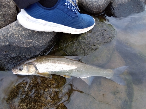 ウグイの釣果