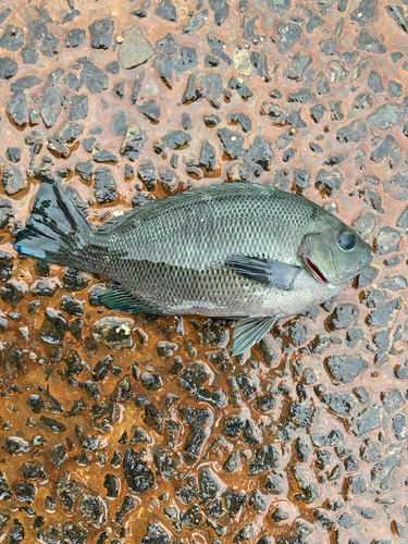 メジナの釣果