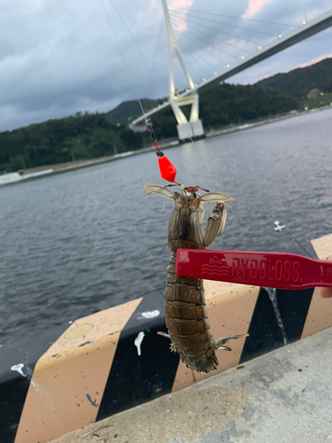 シャコエビの釣果