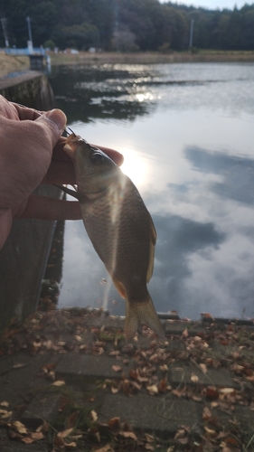 コイの釣果