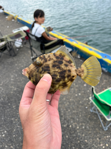 カワハギの釣果