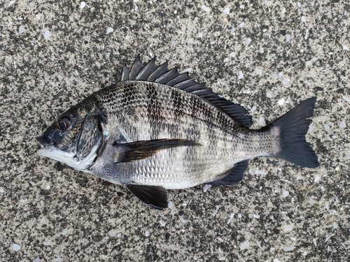 クロダイの釣果