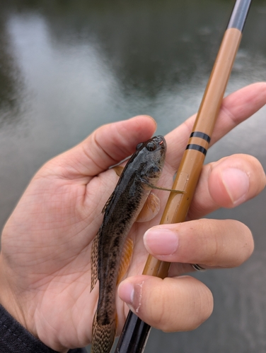 マハゼの釣果