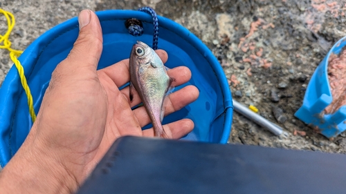 ハタンポの釣果