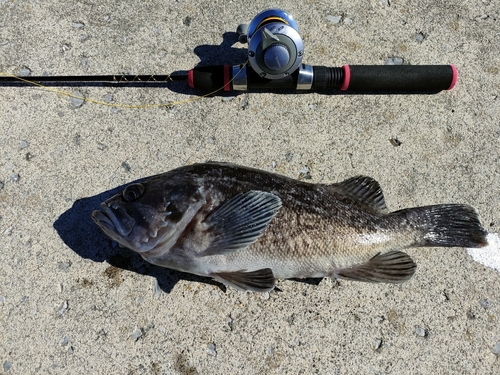 クロソイの釣果