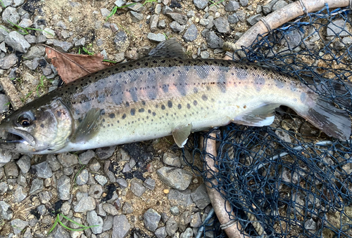 ヤマメの釣果