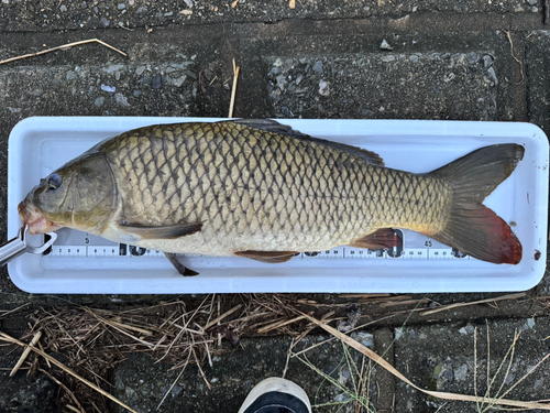 コイの釣果