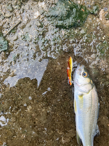 セイゴ（マルスズキ）の釣果