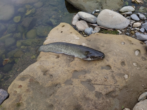 ナマズの釣果