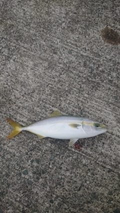 イナダの釣果