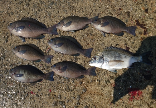 クロの釣果