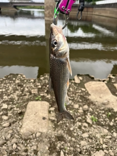 ニゴイの釣果