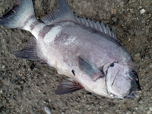 イシダイの釣果