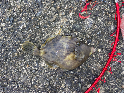 カワハギの釣果