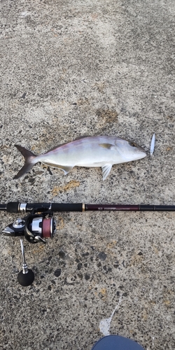 ネリゴの釣果