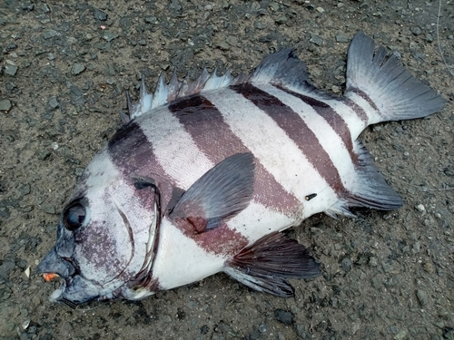 イシダイの釣果