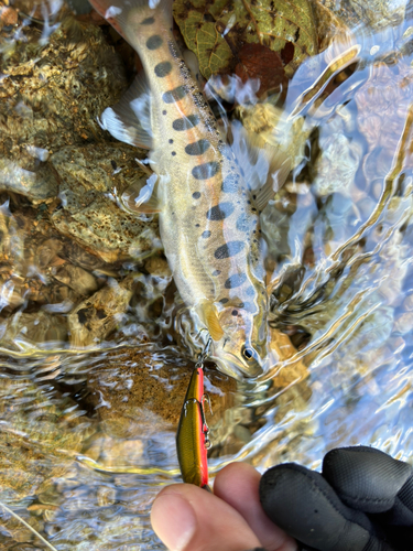 イワナの釣果