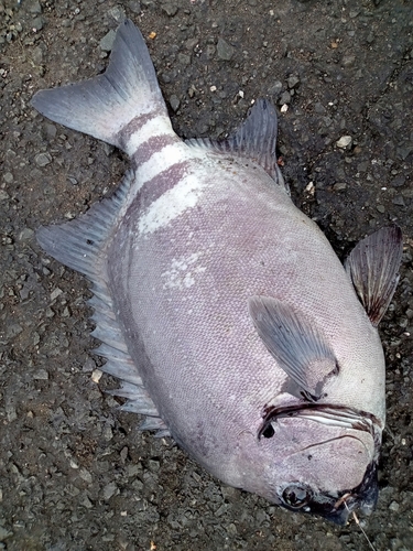 イシダイの釣果