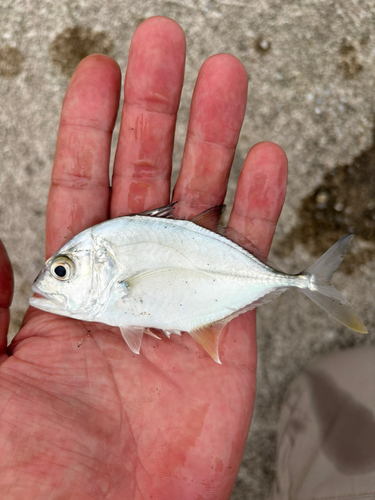 オニヒラアジの釣果