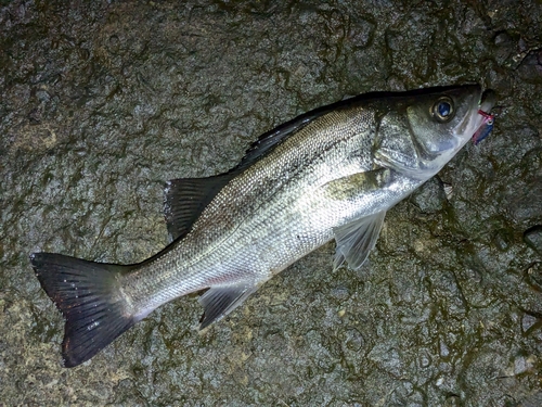 フッコ（マルスズキ）の釣果