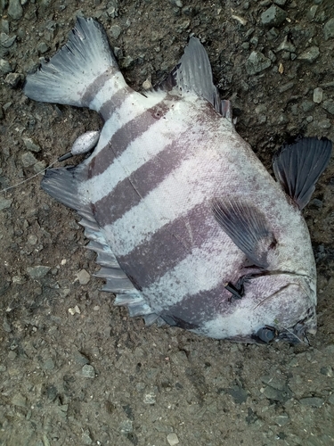 イシダイの釣果