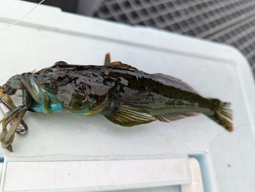 アナハゼの釣果