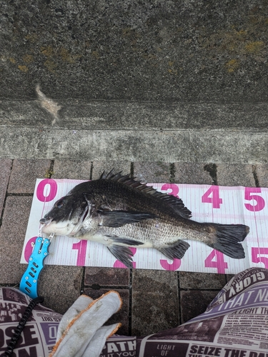 クロダイの釣果