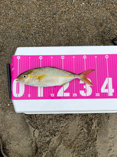 ショゴの釣果