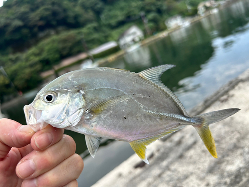 メッキの釣果