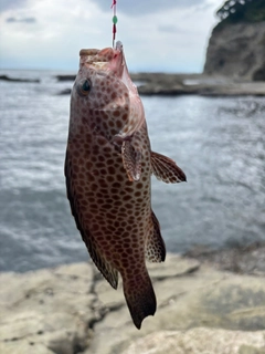 オオモンハタの釣果