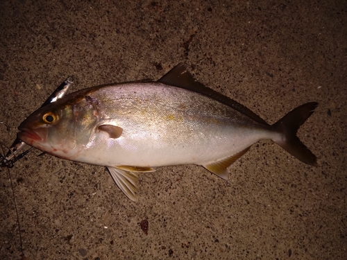 カンパチの釣果