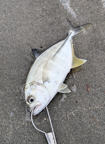 メッキの釣果