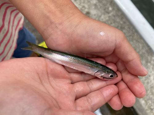 カタクチイワシの釣果