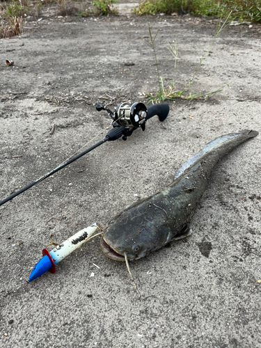 ナマズの釣果