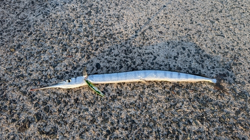 ダツの釣果