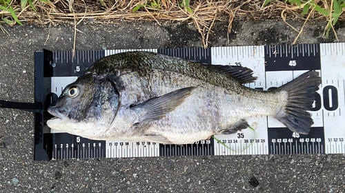 チヌの釣果