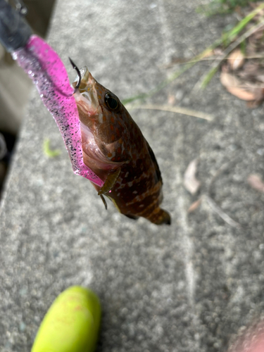 アコウの釣果