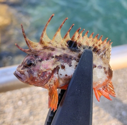 ハオコゼの釣果