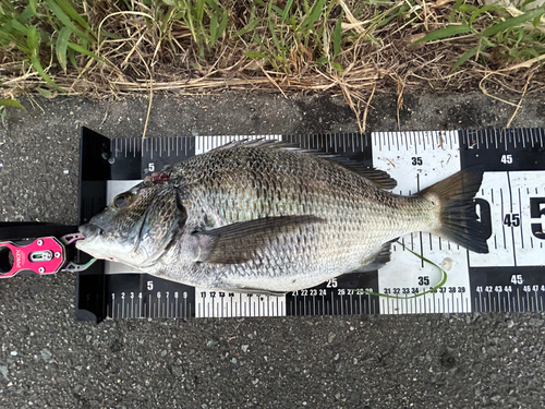 チヌの釣果