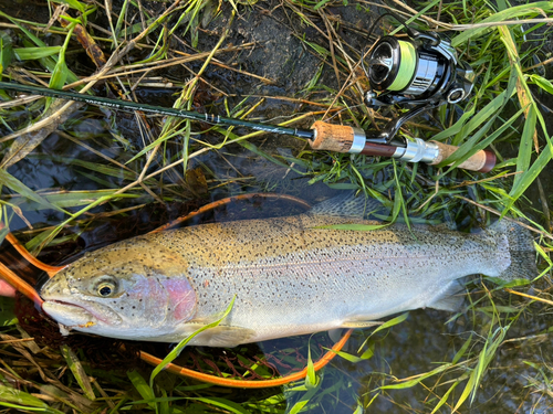 ニジマスの釣果