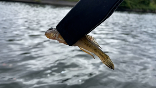 マハゼの釣果