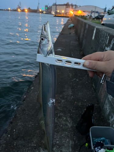 タチウオの釣果