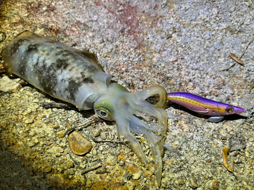 アオリイカの釣果