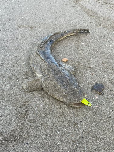 マゴチの釣果