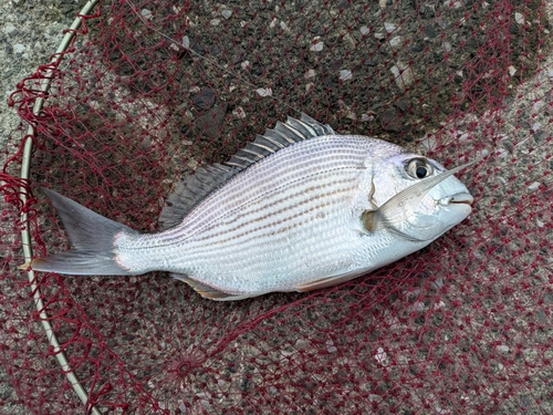 ヘダイの釣果