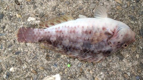 ブダイの釣果