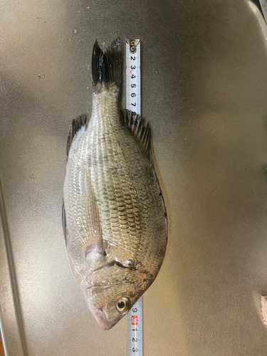 クロダイの釣果