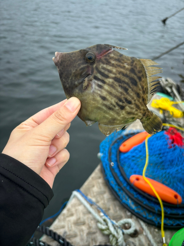 カワハギの釣果